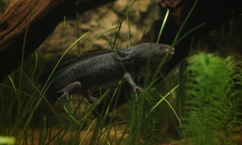 Ajolote, UNAM, Querétaro, Conservación