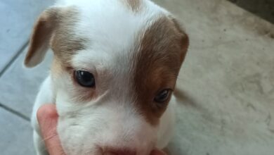 Morelia, Adopción Responsable