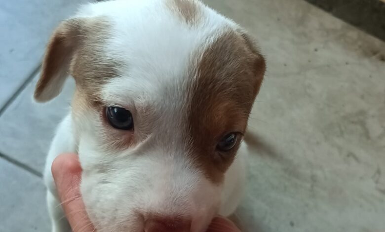 Morelia, Adopción Responsable