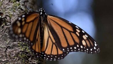 Michoacán, Mariposa Monarca