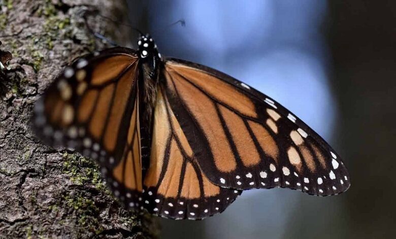 Michoacán, Mariposa Monarca