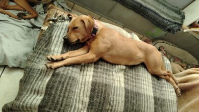 Adopción, GHAPAD, Bienestar Animal