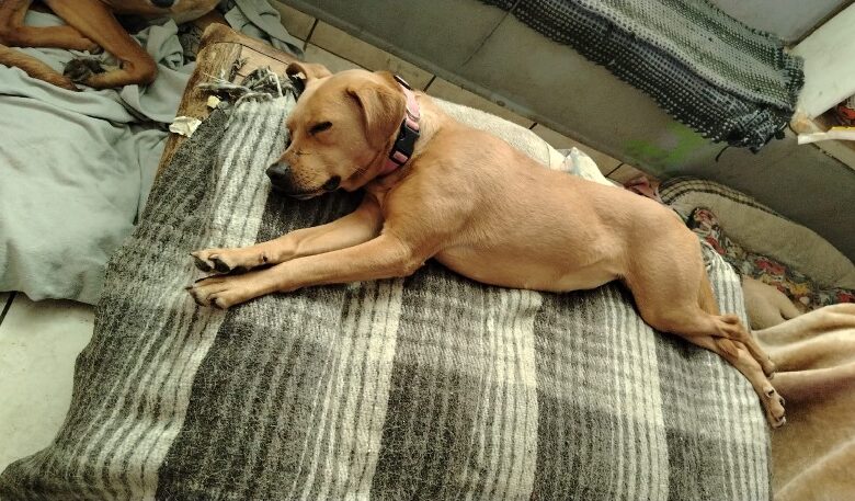 Adopción, GHAPAD, Bienestar Animal