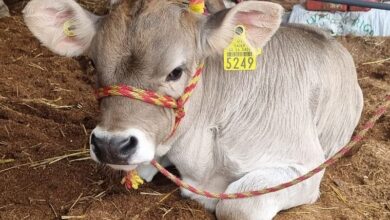 Ayuntamiento de Morelia, Saderm