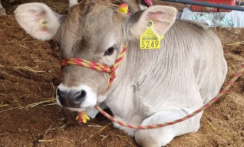 Ayuntamiento de Morelia, Saderm