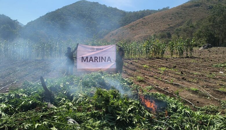 erradicación, plantíos, Aquila