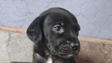 Morelia, Adopción responsable