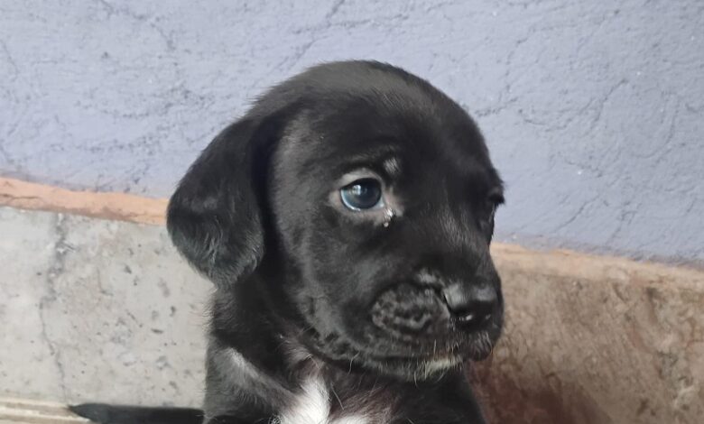 Morelia, Adopción responsable