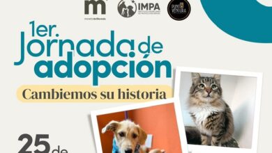 Bienestar animal, IMPA, Morelia, Adopción