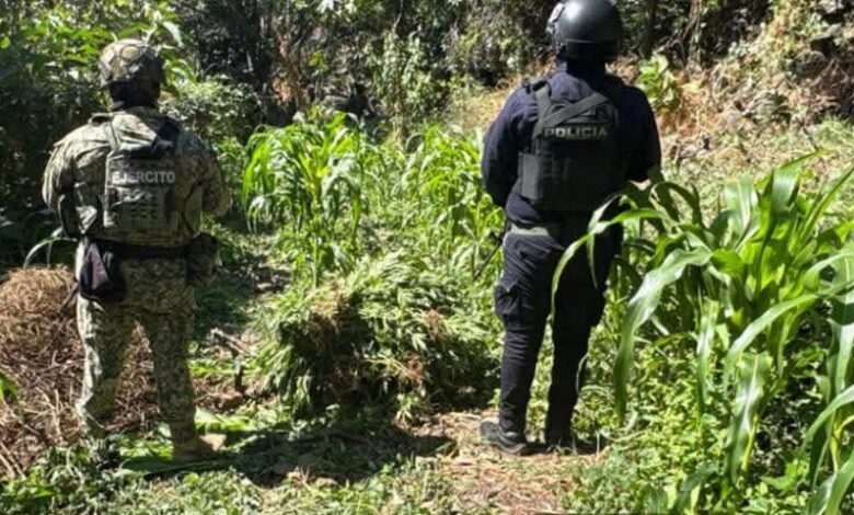 Apatzingán, marihuana, incineración