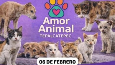 Michoacán, Bienestar animal, Manifestaciones