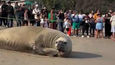 Elefante Marino salió a descansar a la playa en Nayarit asombrando a bañistas