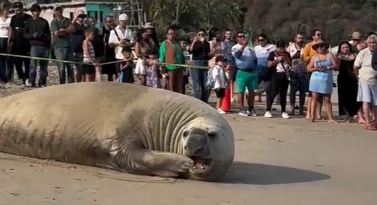 Elefante Marino salió a descansar a la playa en Nayarit asombrando a bañistas