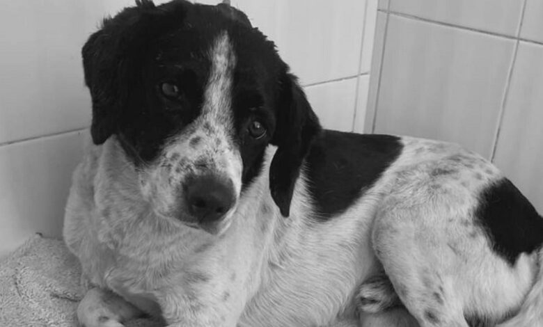 Justicia animal, Huesitos, maltrato animal, Zitácuaro