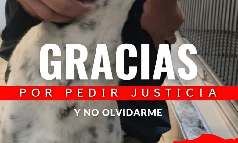 maltrato animal, Michoacán, Zitácuaro