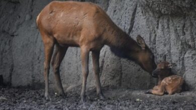 Gusano Barrenador, fauna silvestre