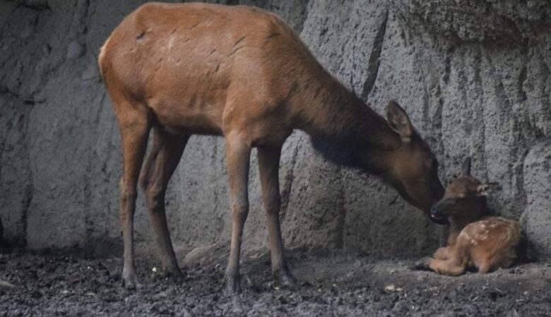 Gusano Barrenador, fauna silvestre