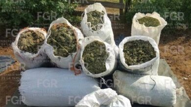 Turícato, decomiso de droga, marihuana