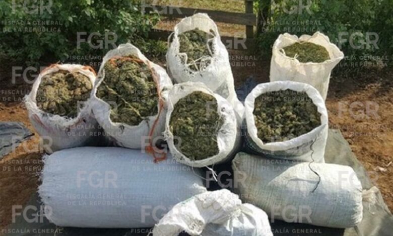 Turícato, decomiso de droga, marihuana