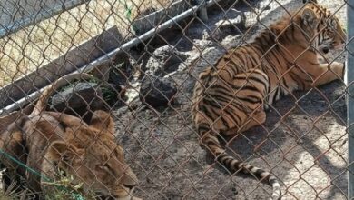 Leona y tigre de bengala