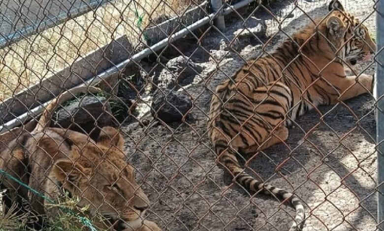 Leona y tigre de bengala
