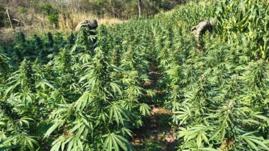 Turicato, marihuana, combate al narcotráfico