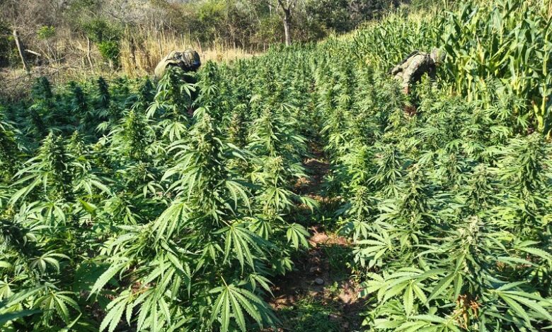 Turicato, marihuana, combate al narcotráfico