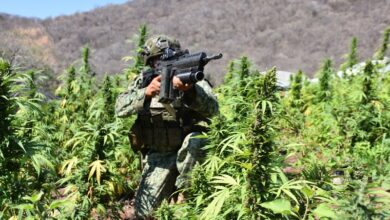 Turicato, combate al narcotráfico, marihuana