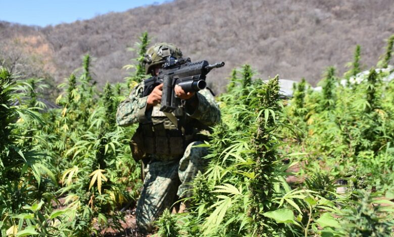 Turicato, combate al narcotráfico, marihuana