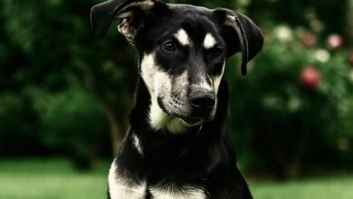 Adopción Responsable, Morelia