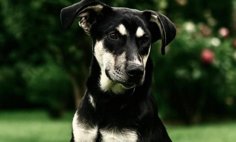 Adopción Responsable, Morelia
