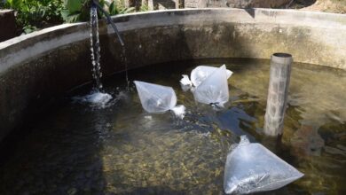 Saderm, Sector Piscícola
