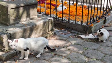 Gatos en el Panteón Municipal de Morelia