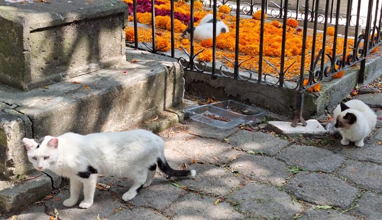 Gatos en el Panteón Municipal de Morelia