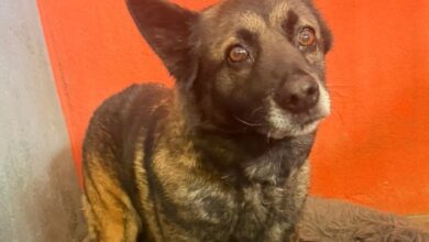 Morelia, denuncia ciudadana, maltrato animal