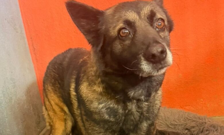 Morelia, denuncia ciudadana, maltrato animal