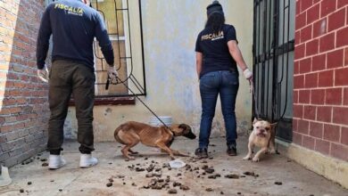 Tarímbaro, maltrato animal, rescate canino