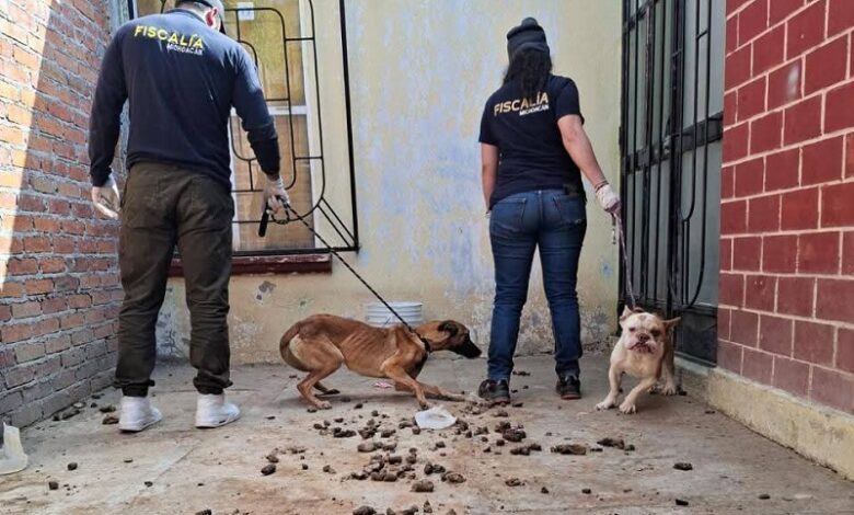 Tarímbaro, maltrato animal, rescate canino