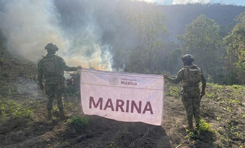 Infantería de Marina, Michoacán, Narcotráfico
