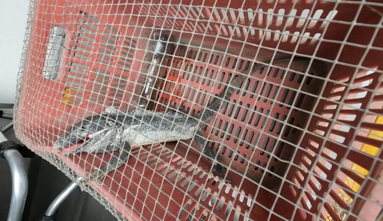 Panindícuaro, iguana negra, fauna silvestre