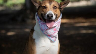 adopción, animales, perros, GHAPAD, Morelia