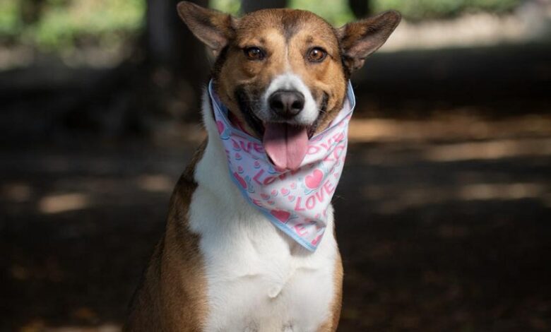 adopción, animales, perros, GHAPAD, Morelia