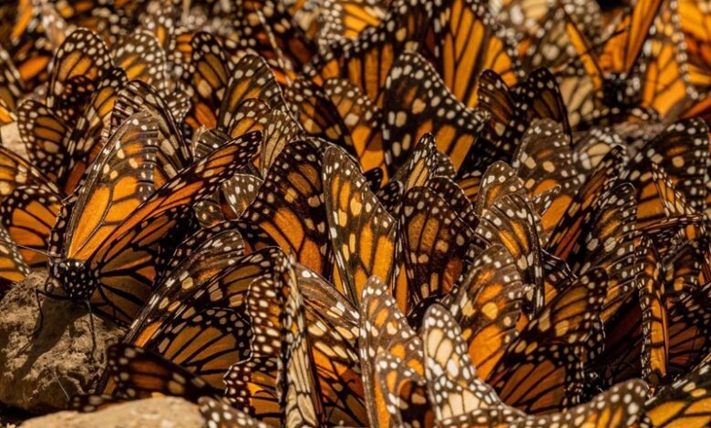 Mariposa Monarca