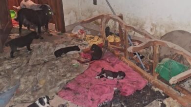 Perros abandonados