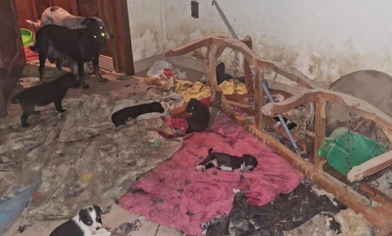 Perros abandonados