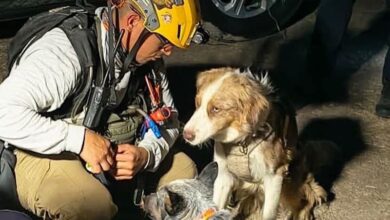 Unidad canina