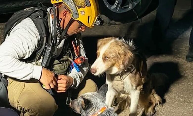 Unidad canina