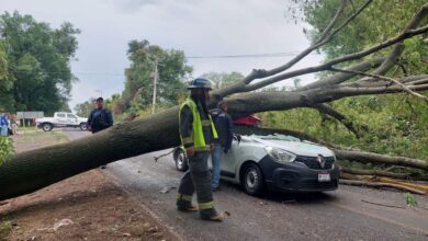 Cae árbol sobre auto