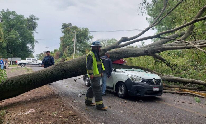 Cae árbol sobre auto