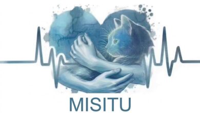 Morelia, Misitu TNR, Gatos Ferales, Bienestar Animal, Esterilización